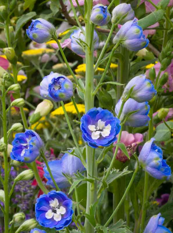Delphinium grandiflorum 'Delfix Blue'