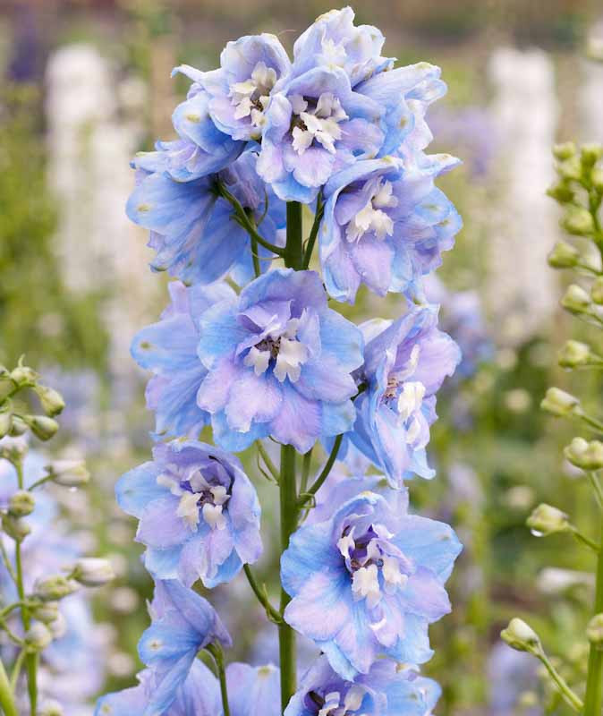 Delphinium 'Guardian Lavender' (Candle Larkspur)