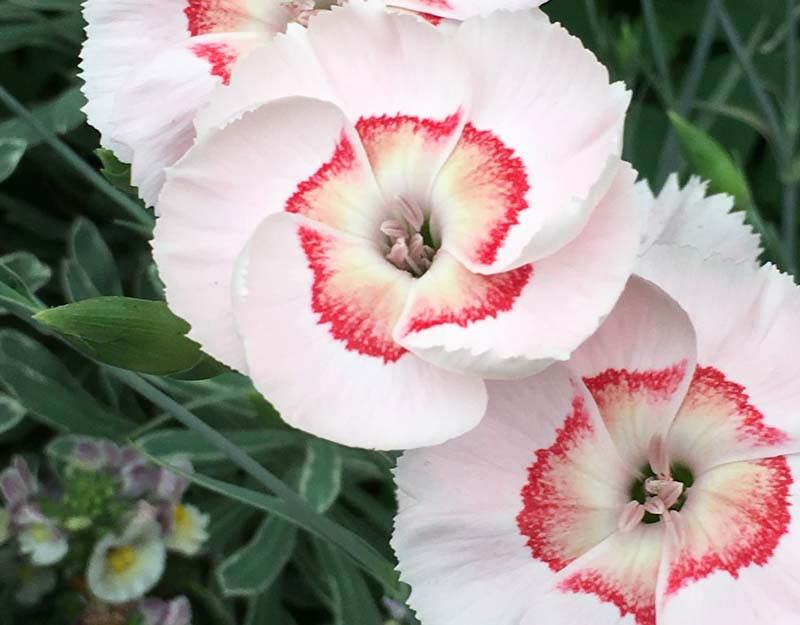 Dianthus Peach Pie' (Pink)