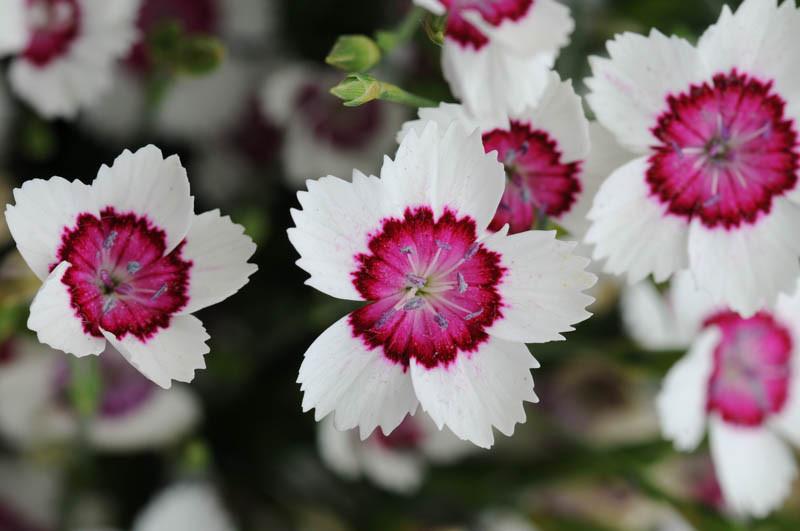 Heiden garofano Arctic Fire-Dianthus DELTOIDES