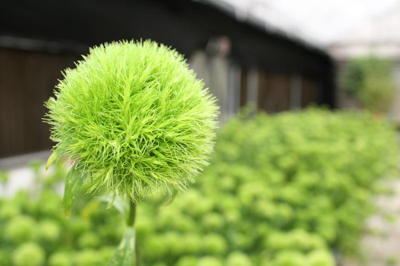 Dianthus 'Green Ball' (Sweet William)