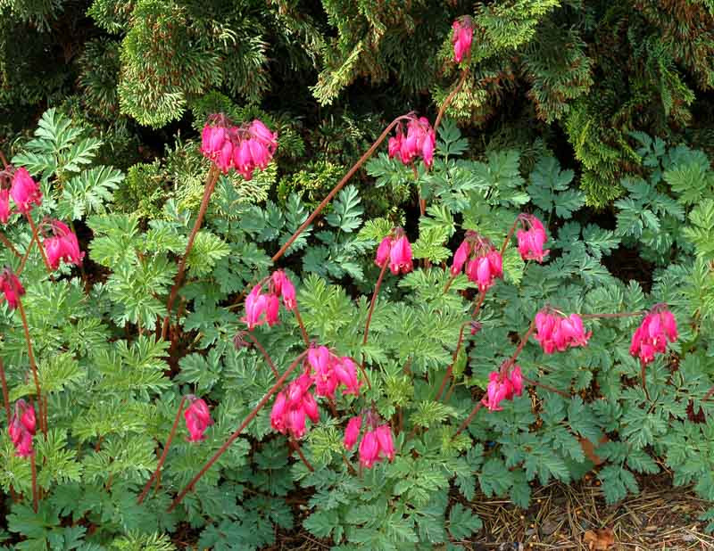 Dicentra 'Amore Rose' (Fern-Leaf Bleeding Heart)