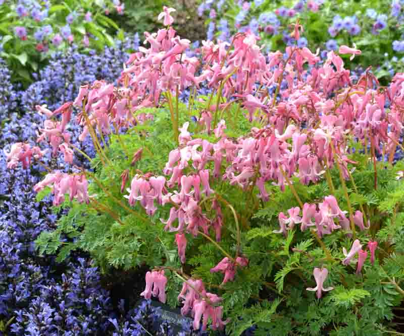Dicentra 'Amore Pink' (FernLeaf Bleeding Heart)
