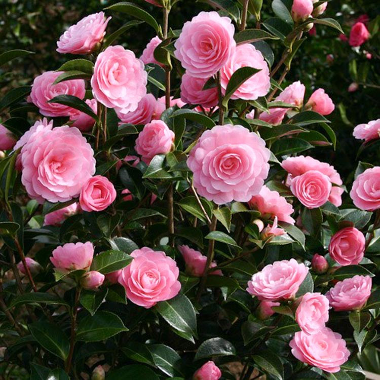 Camellia x williamsii 'E.G. Waterhouse'
