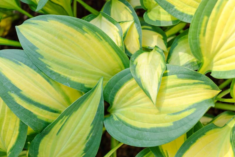 Hosta 'Orange Marmalade' (Plantain Lily)