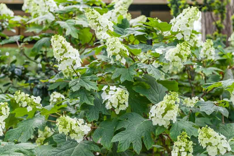 Hydrangea quercifolia 'Snow Queen' (Oak Leaf Hydrangea)