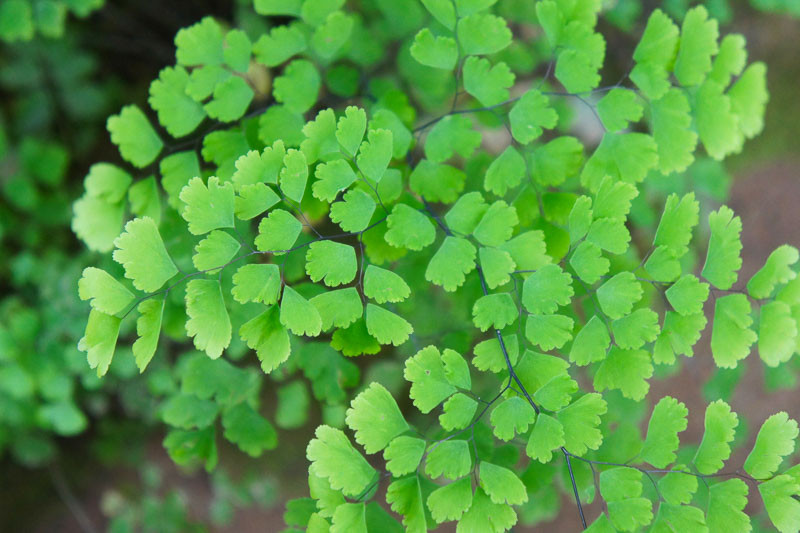 Adiantum capillusveneris (Southern Maidenhair Fern)