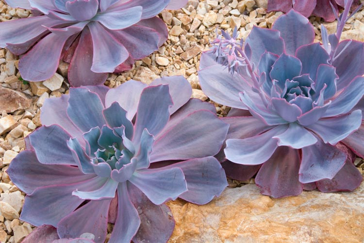 Echeveria 'Afterglow'