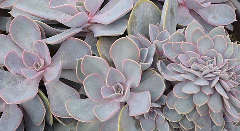 Echeveria Perle von Nurnberg