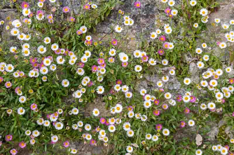 Erigeron karvinskianus (Mexican Daisy)