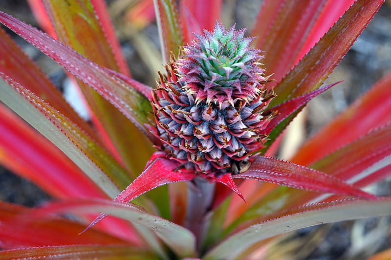 Ananas comosus (Pineapple)