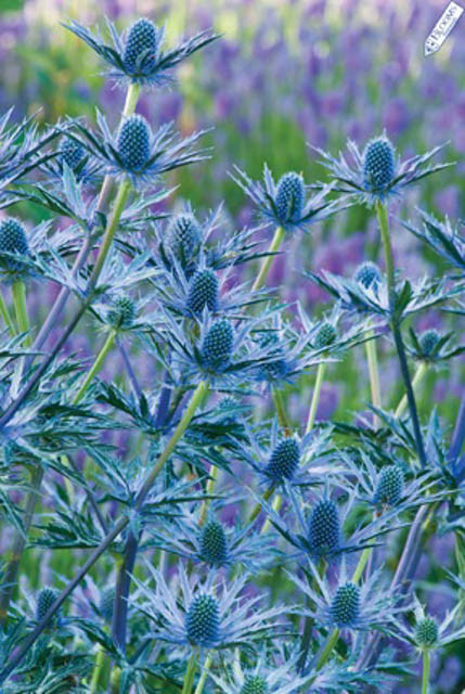 1 X blu scuro Mid ARTIFICIALI MARE Selvatici Holly Eryngium Spray-Lungo Stelo 64cm 