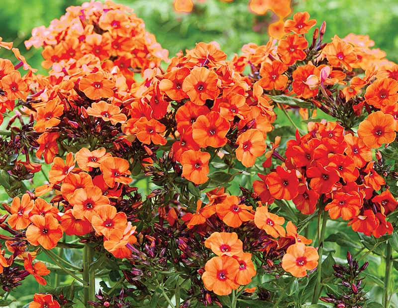 Phlox paniculata 'Orange Perfection' (Garden Phlox)
