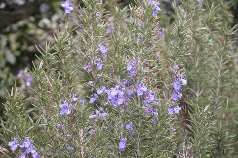 Rosmarinus officinalis 'Tuscan Blue' (Rosemary)