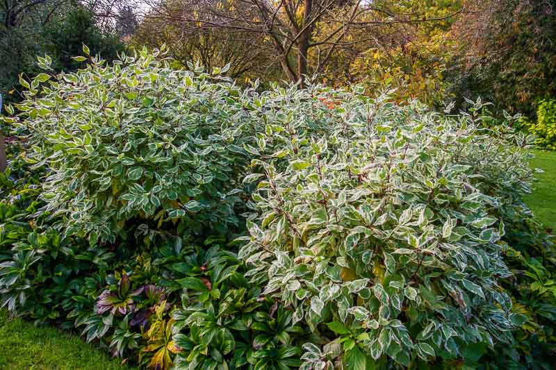 Cornus alba Ivory Halo (Tatarian Dogwood)