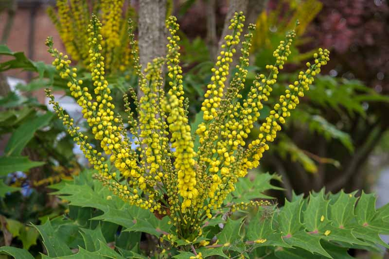 Mahonia x media 'Charity' (Oregon Grape)