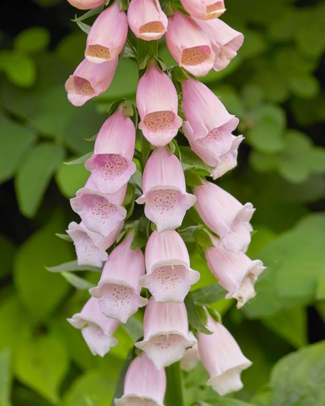 Digitalis purpurea 'Sutton's Apricot' Foxglove)