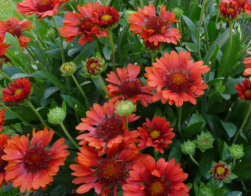 Gaillardia x grandiflora 'Celebration' (Blanket Flower)