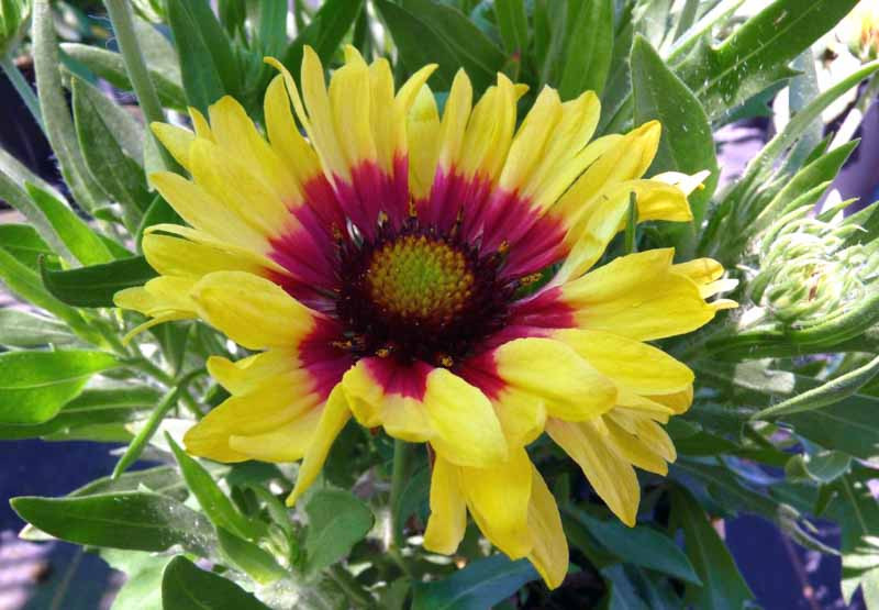 Gaillardia x grandiflora 'Sunset Mexican' (Blanket Flower)