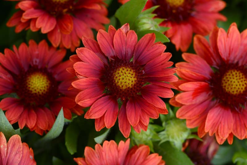 Gaillardia x grandiflora 'Mesa Red' (Blanket Flower)