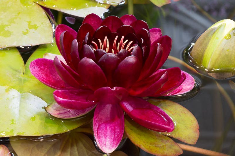 Nymphaea 'Almost Black' (Hardy Water Lily)