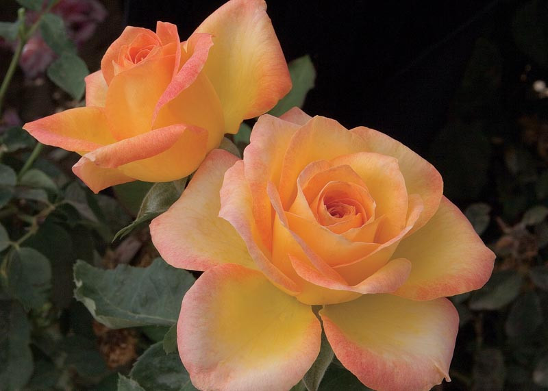 Rosa Gold Medal (Grandiflora Rose)