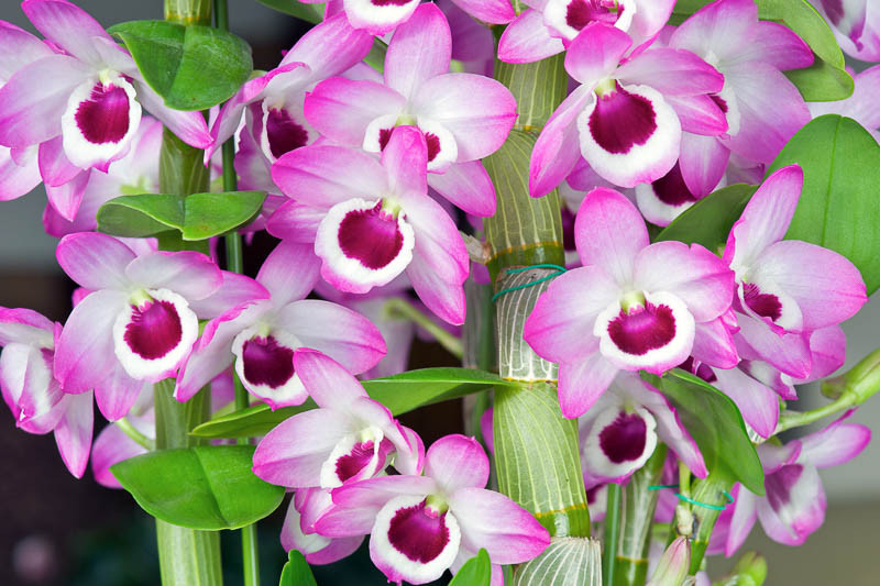 Dendrobium nobile (Noble Rock Orchid)