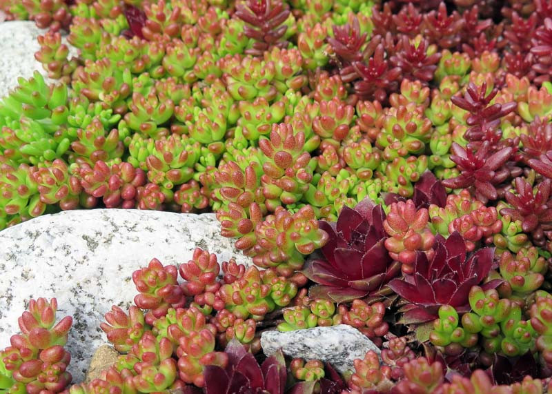 Sedum album 'Coral Carpet' (White Stonecrop)