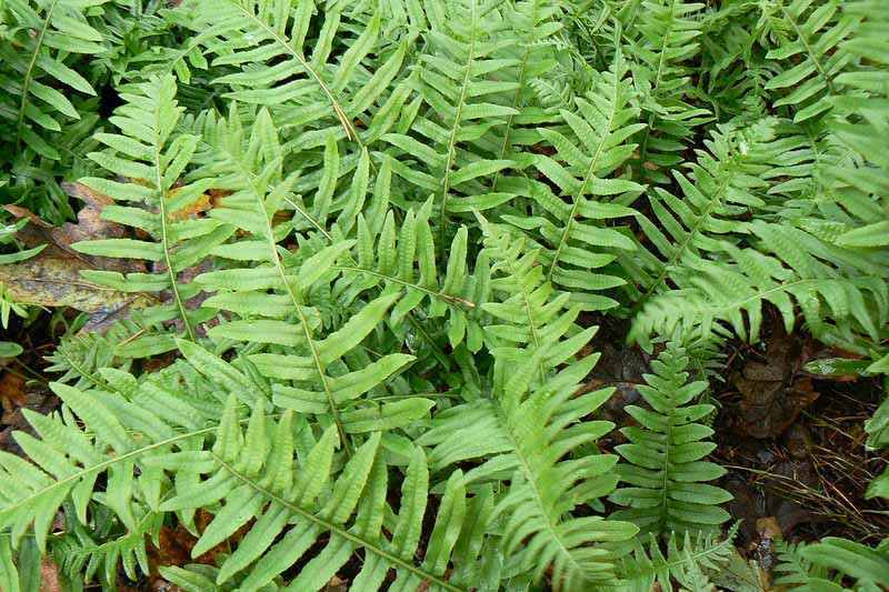 Polypodium glycyrrhiza (Licorice Fern)