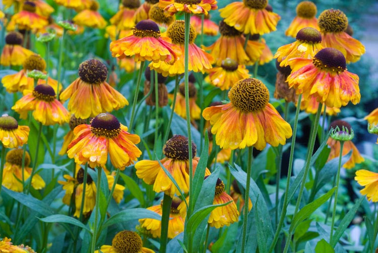 Helenium 'Luc' (Sneezeweed)