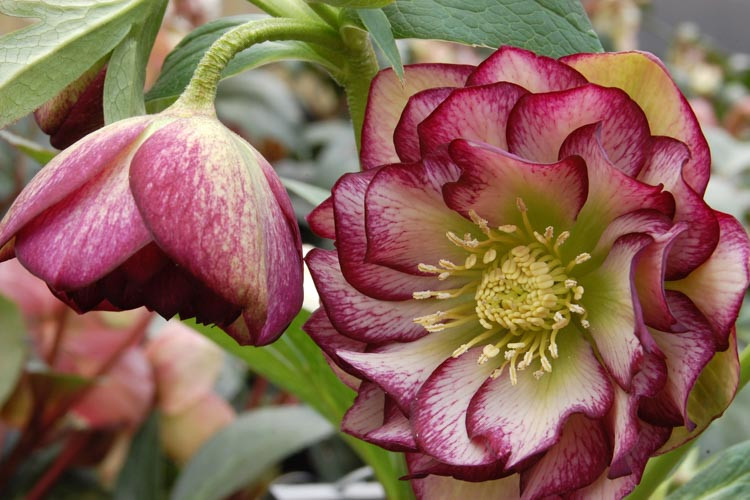 Helleborus Winter Jewels 'Harlequin Gem' (Hellebore)