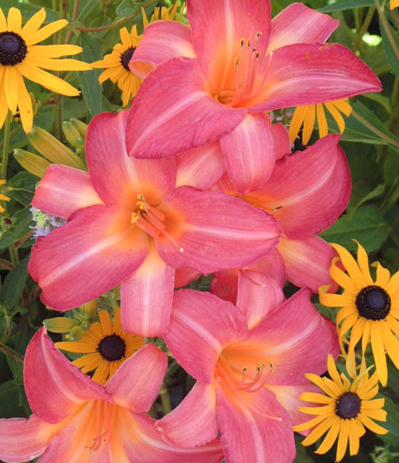 Hemerocallis ‘Cherry Cheeks’ (Daylily)