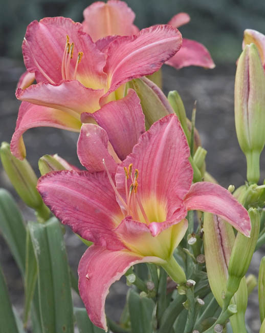 Hemerocallis ‘Pretty in Pink’ (Daylily)