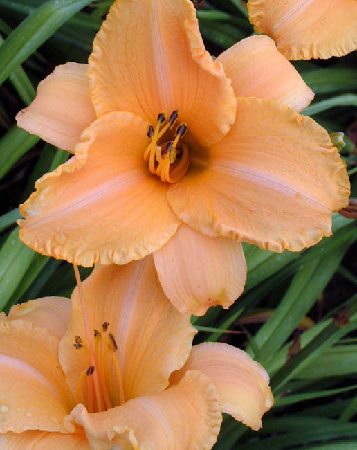 Hemerocallis 'Ruffled Apricot' (Daylily)