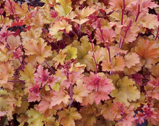 Heuchera 'Marmalade' (Coral Bells)