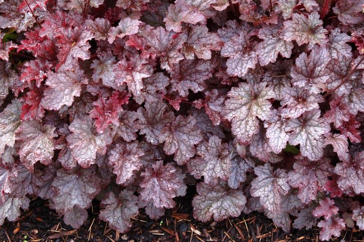 Heuchera �Plum Pudding� (Coral Bells)