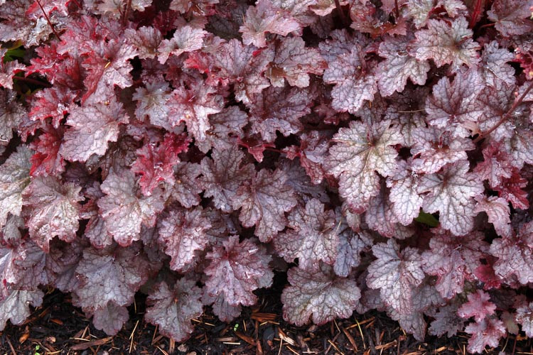 Heuchera 'Plum Pudding' (Coral Bells) Heuchera 'Plum Pudding' (Coral Bells)