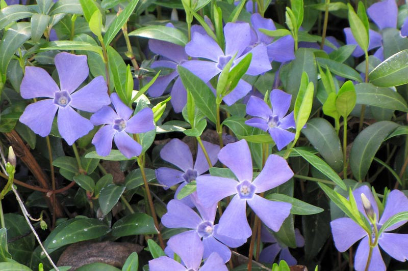 Vinca minor (Lesser Periwinkle)