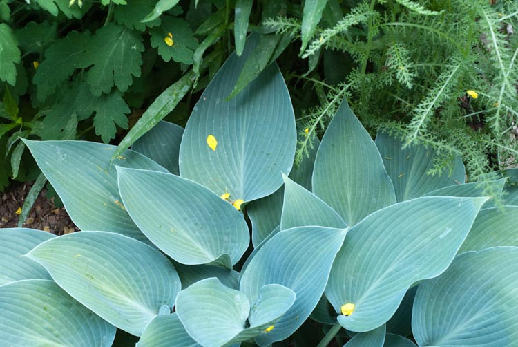 Hosta (Tardiana Group) 'Hadspen Blue' (Plantain Lily)