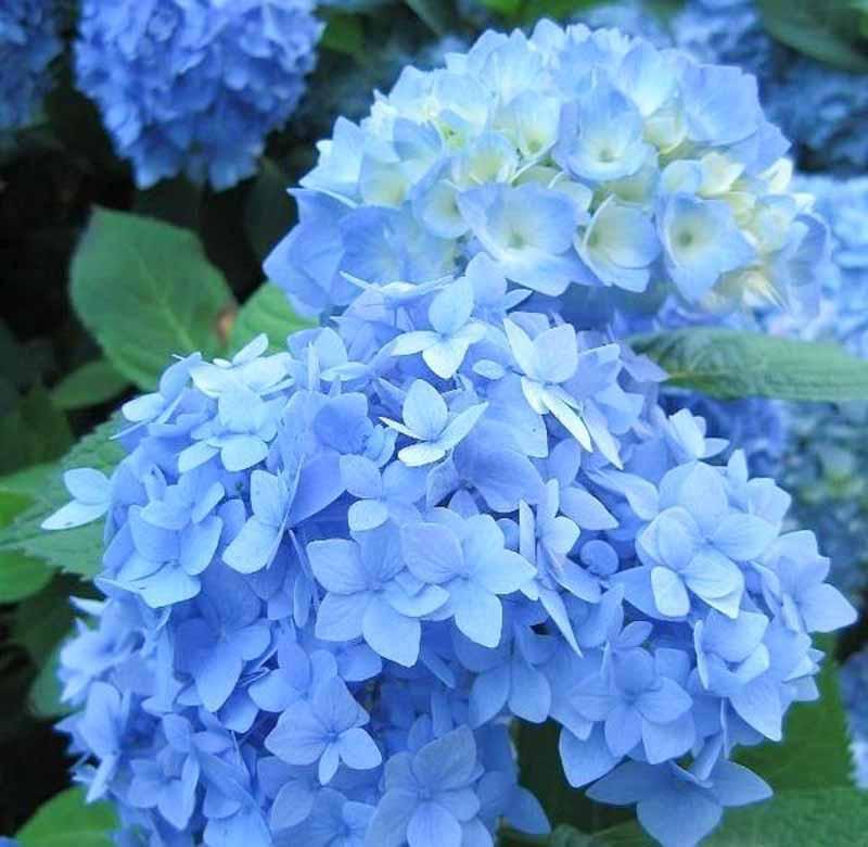 Hydrangea macrophylla 'Nikko Blue'