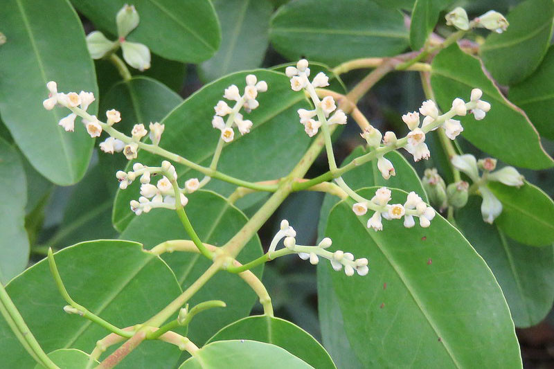 Laguncularia Racemosa White Mangrove laguncularia-racemosa-white-mangrove