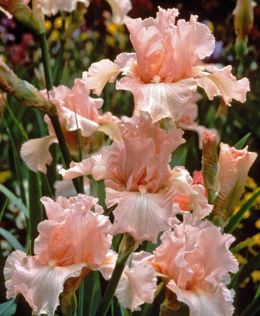 Iris 'Beverly Sills' (Bearded Iris)