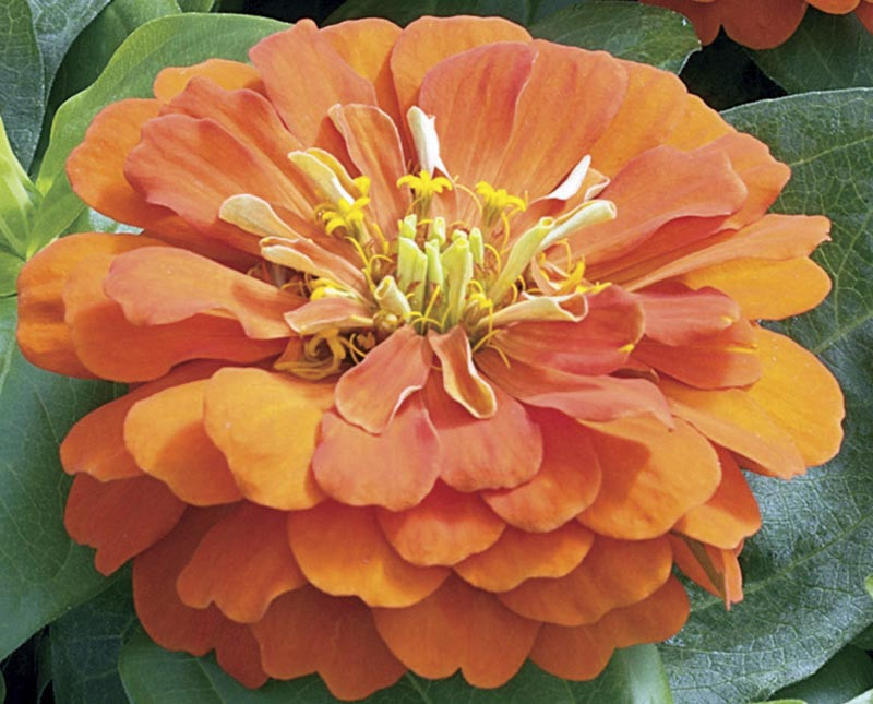 Zinnia 'Short Stuff Orange'