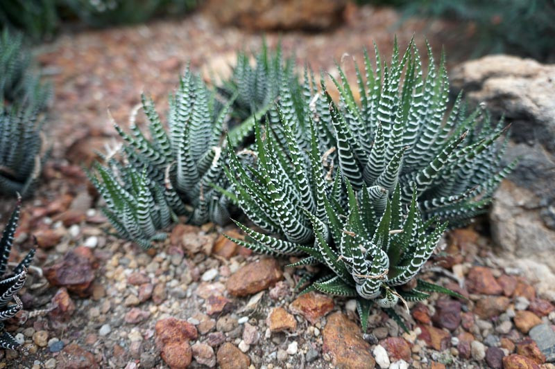 Haworthiopsis fasciata (Zebra Haworthia)