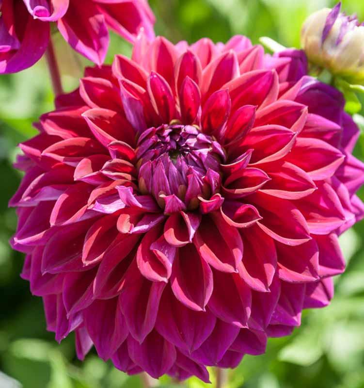 Dahlia