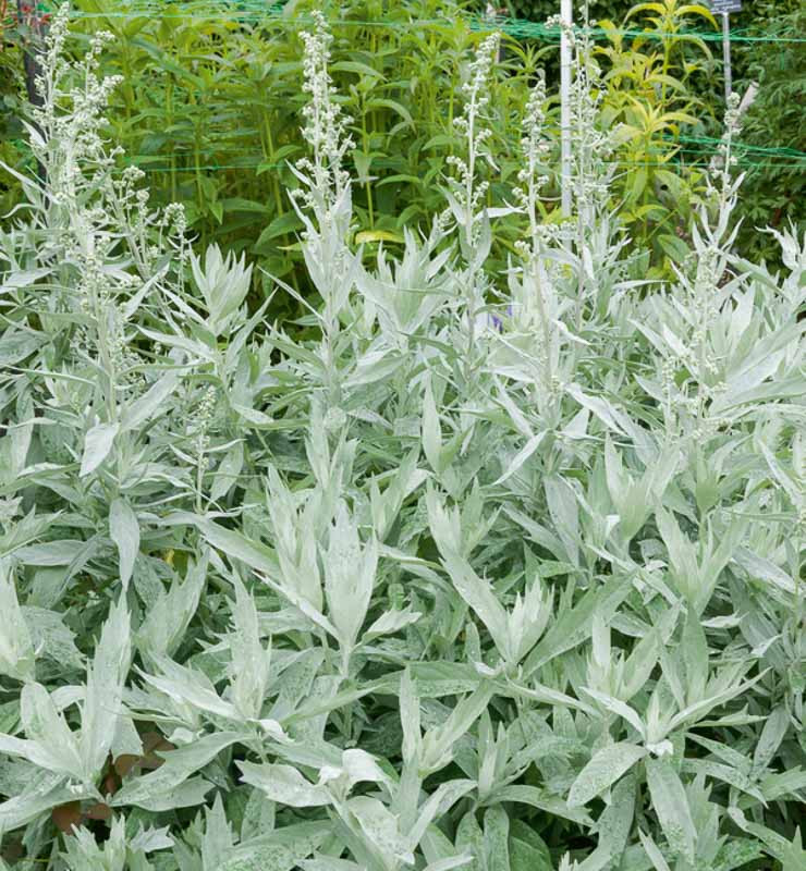 Artemisia ludoviciana 'Valerie Finnis' (White Sage)
