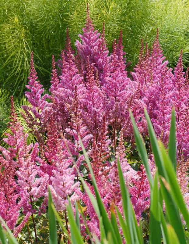 Astilbe chinensis 'Maggie Daley'