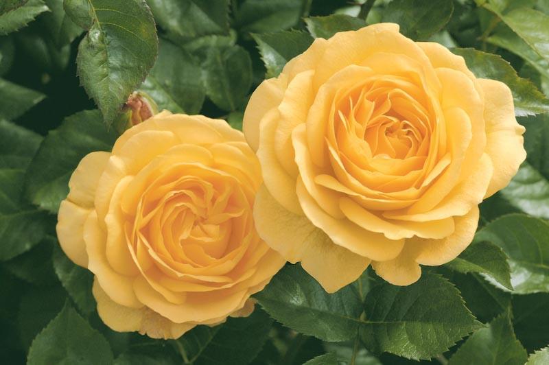 CHILDRENS KIDS SMALL GARDEN PLANTS WATERING CAN WITH ROSE 1 LITRE YELLOW