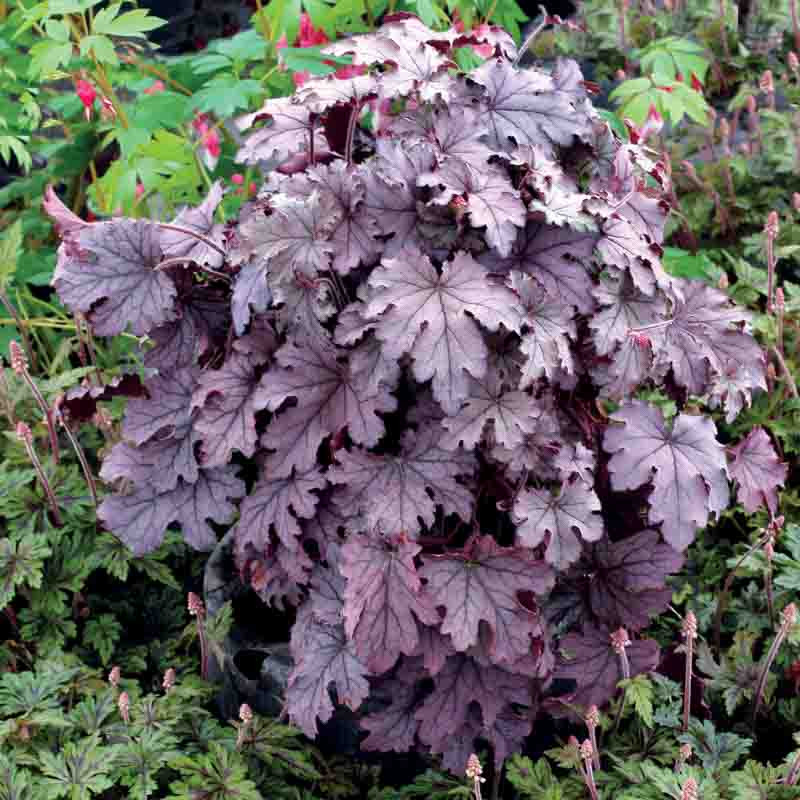 x Heucherella 'Plum Cascade' (Foamy Bells)