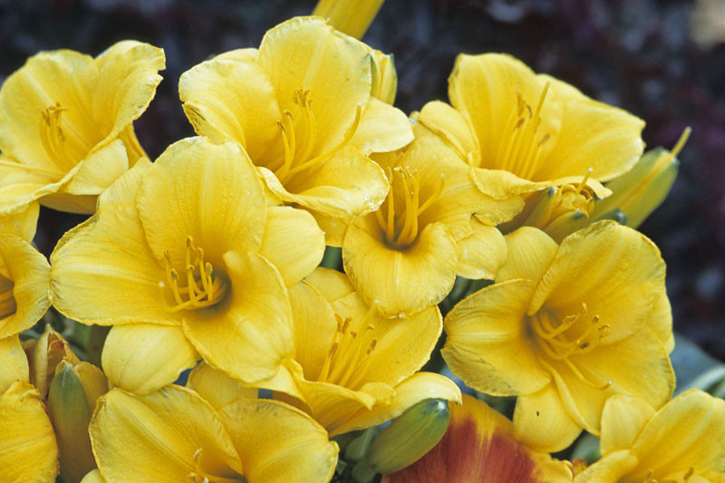 Hemerocallis 'Stella de Oro' (Reblooming Daylily)